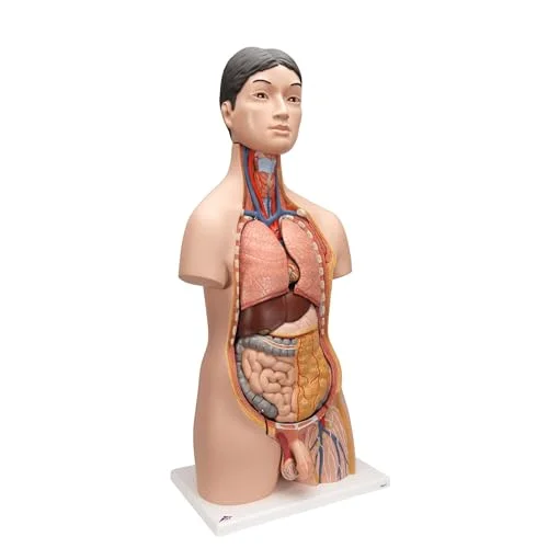 3B Scientific vetenskaplig mänsklig anatomi japansk tvåsidig torso, 18 delar + anatomiprogramvara smart 4053083001774