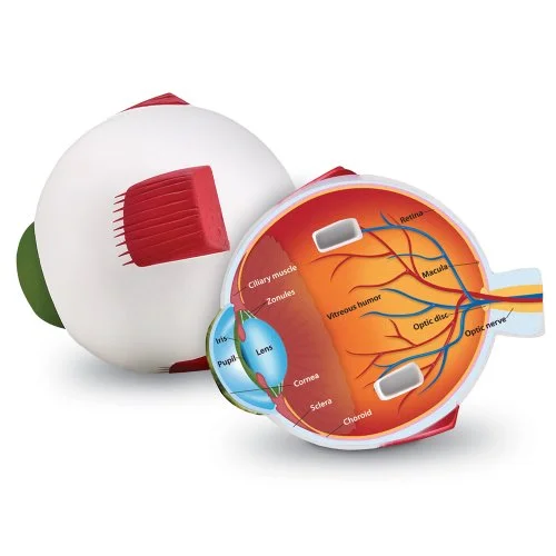 Learning Resources Cross Section Eye Model 765023019070