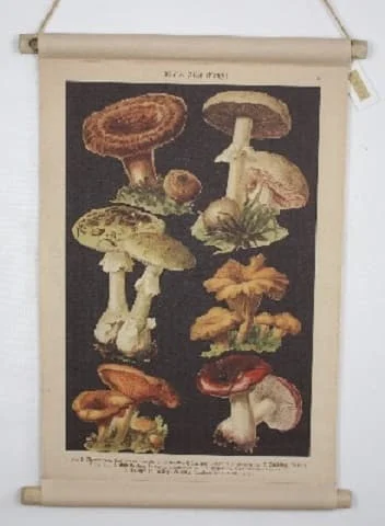 020 canvas tavla Svamp Multi 20